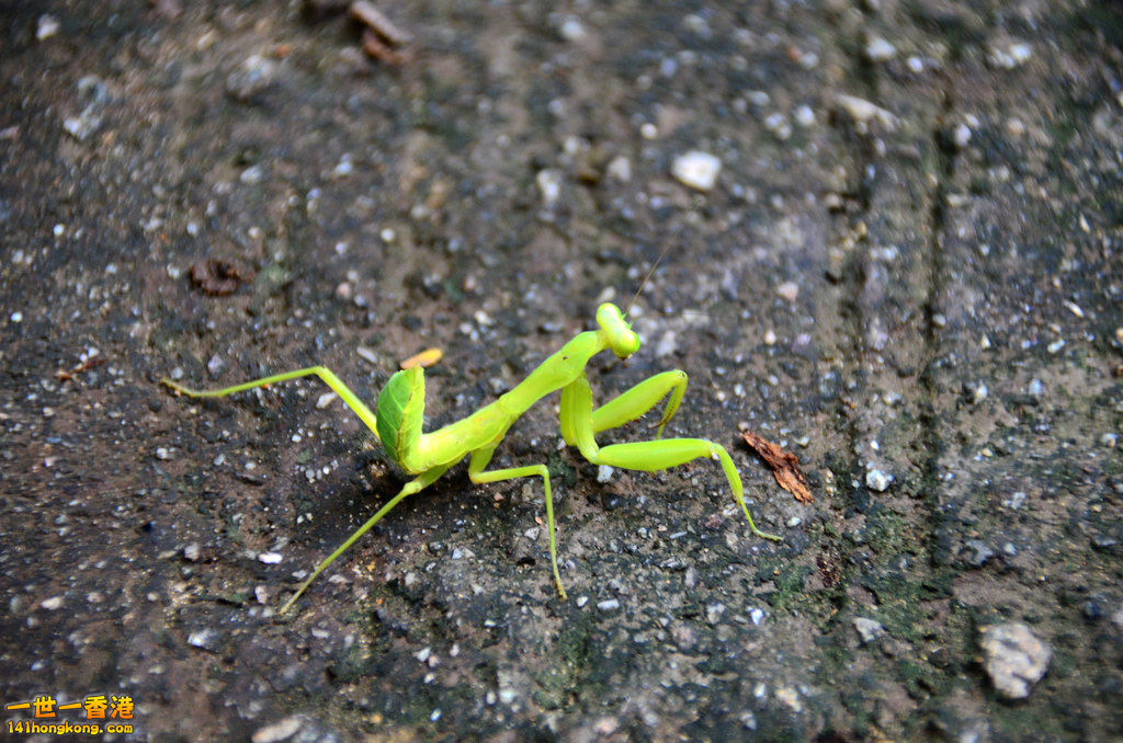 DSC_4933a.jpg