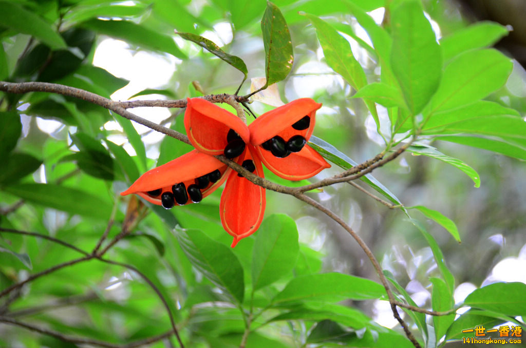 DSC_4961a.jpg