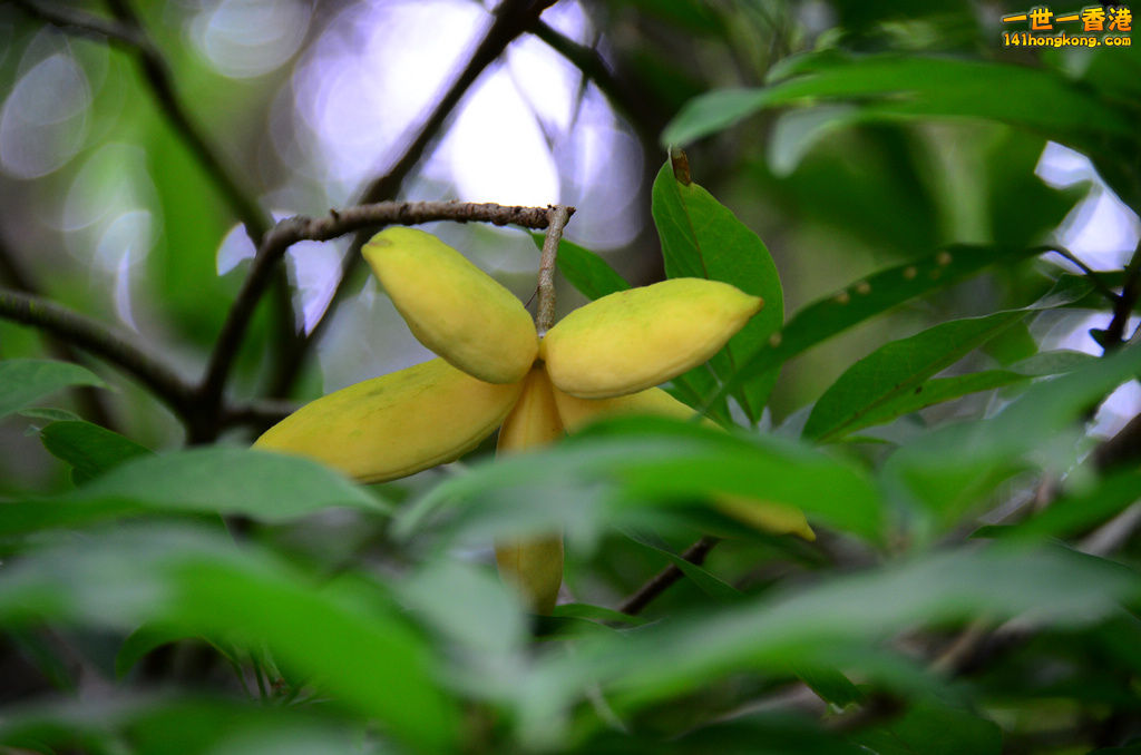 DSC_4960a.jpg