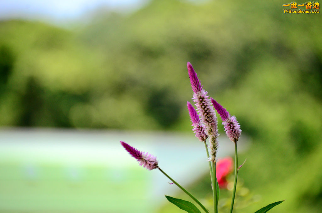 DSC_4978a.jpg