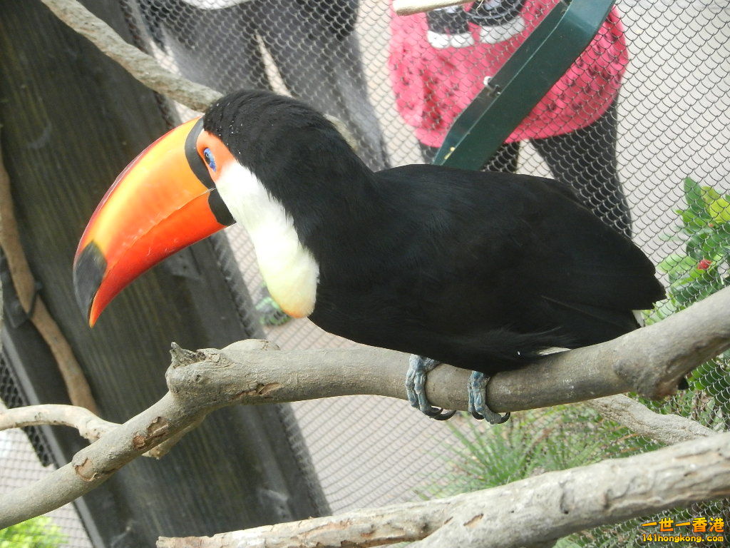 複製 -DSCN4799.JPG