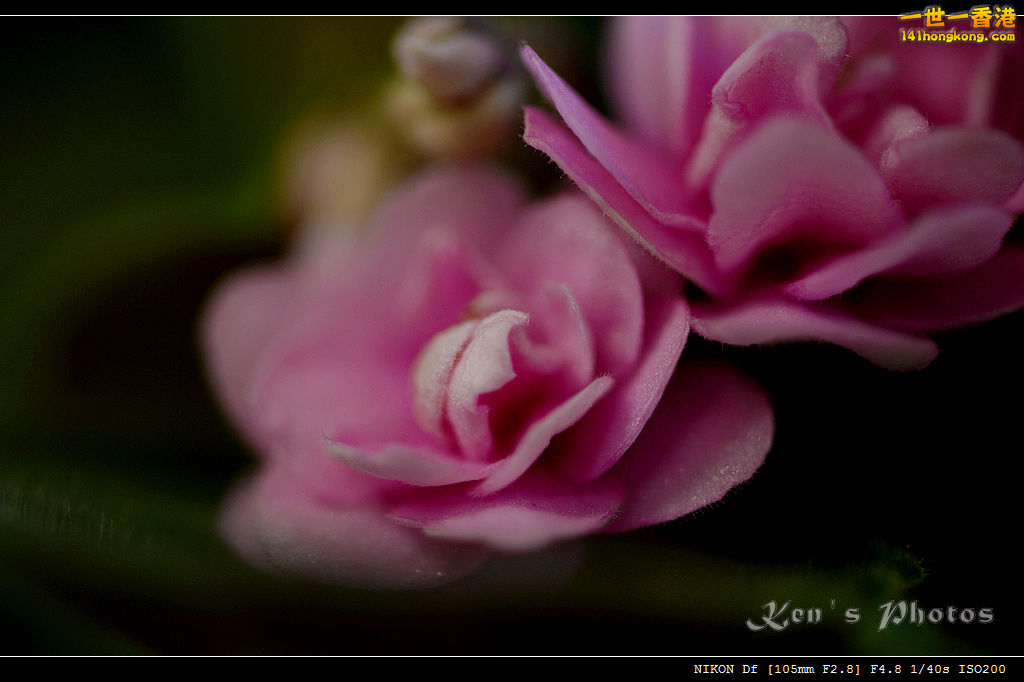 DSC_0013.jpg