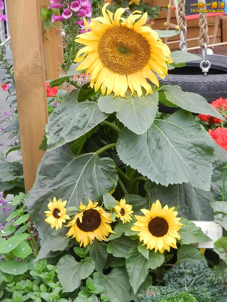DSCN8513.JPG