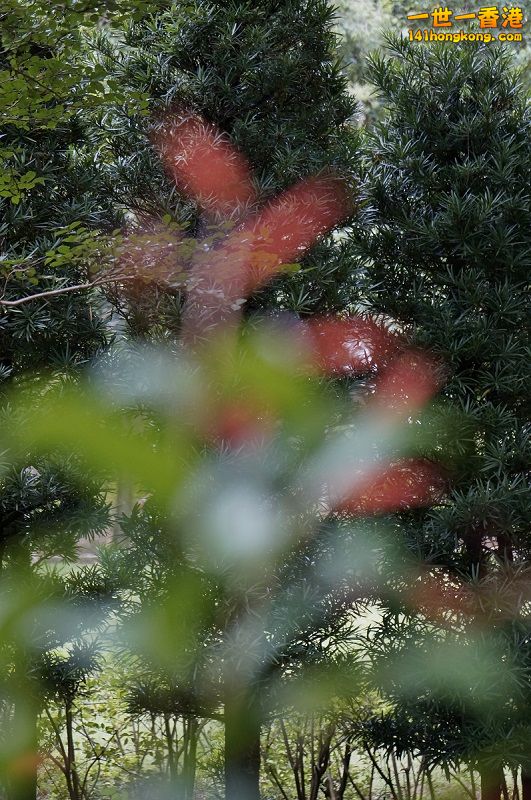 _DSC5419.JPG