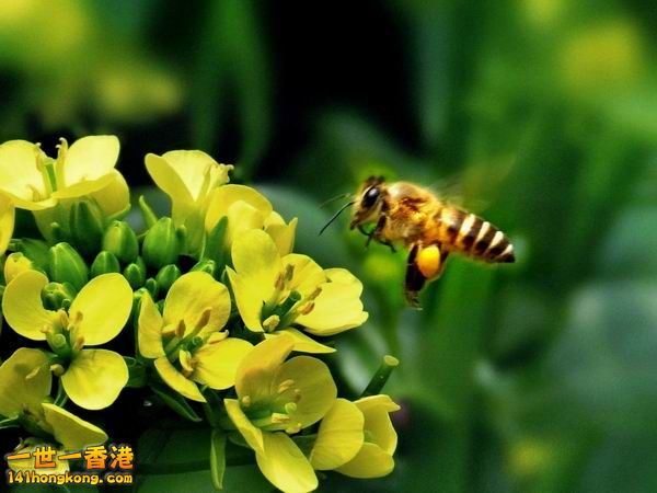 蜜蜂