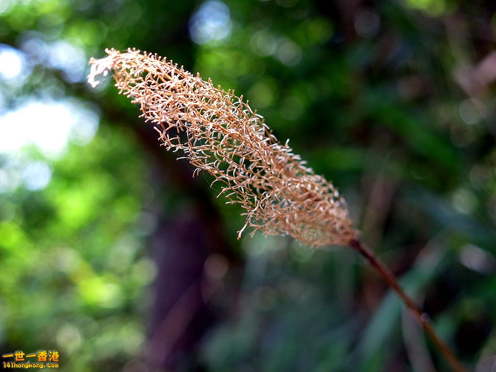 IMG_4987.JPG