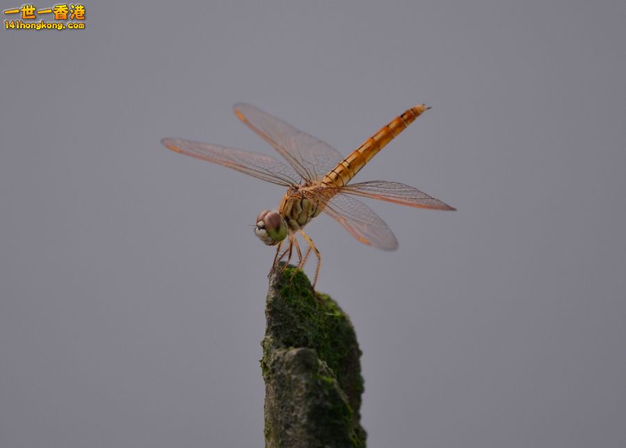 DSC_1363.JPG