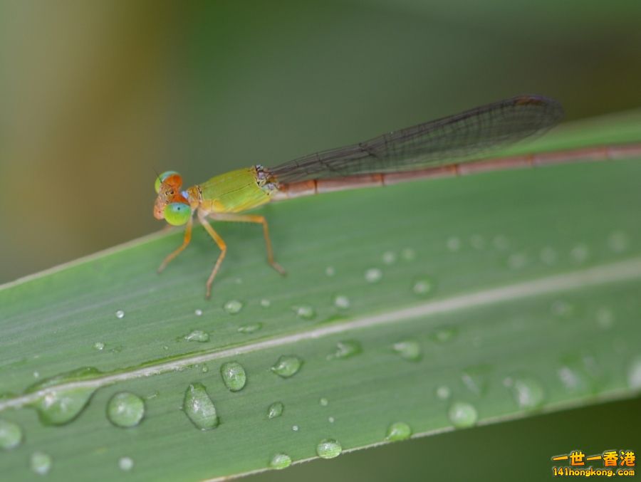 DSC_1586.JPG