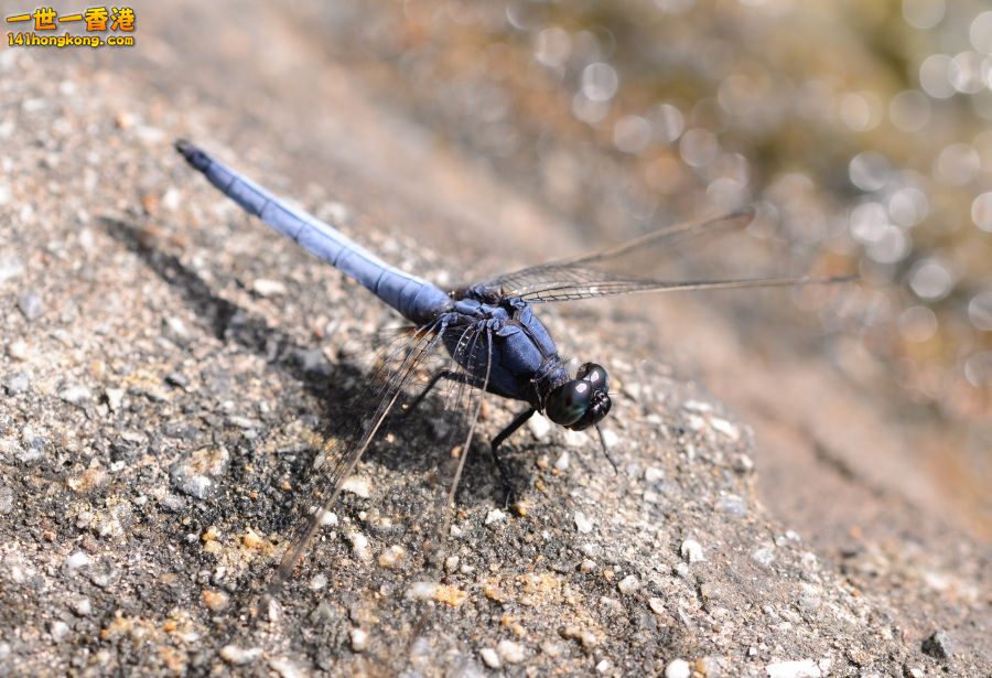 DSC_2500.JPG