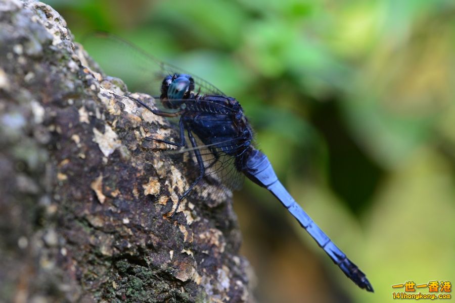 DSC_2697.JPG