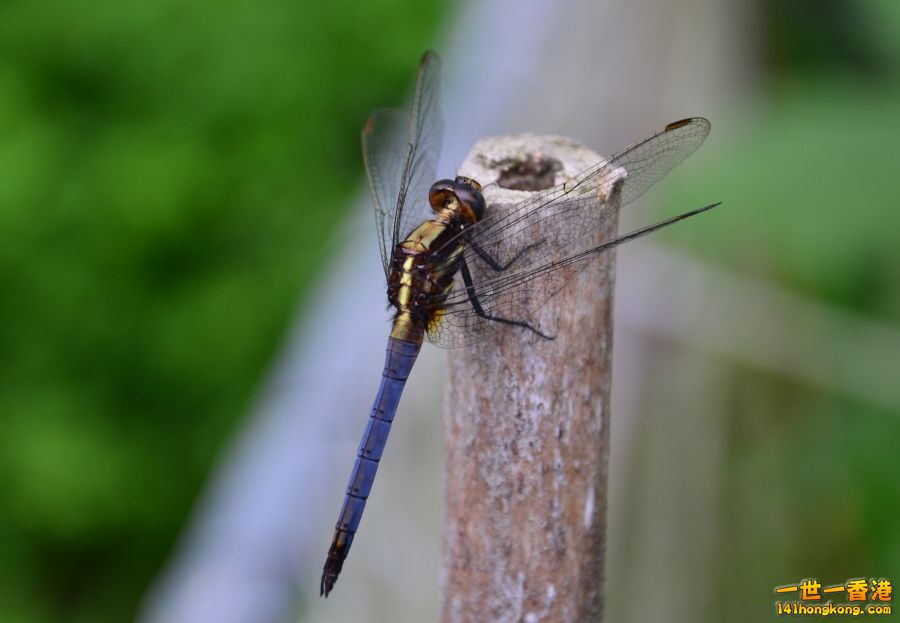 DSC_3982.JPG