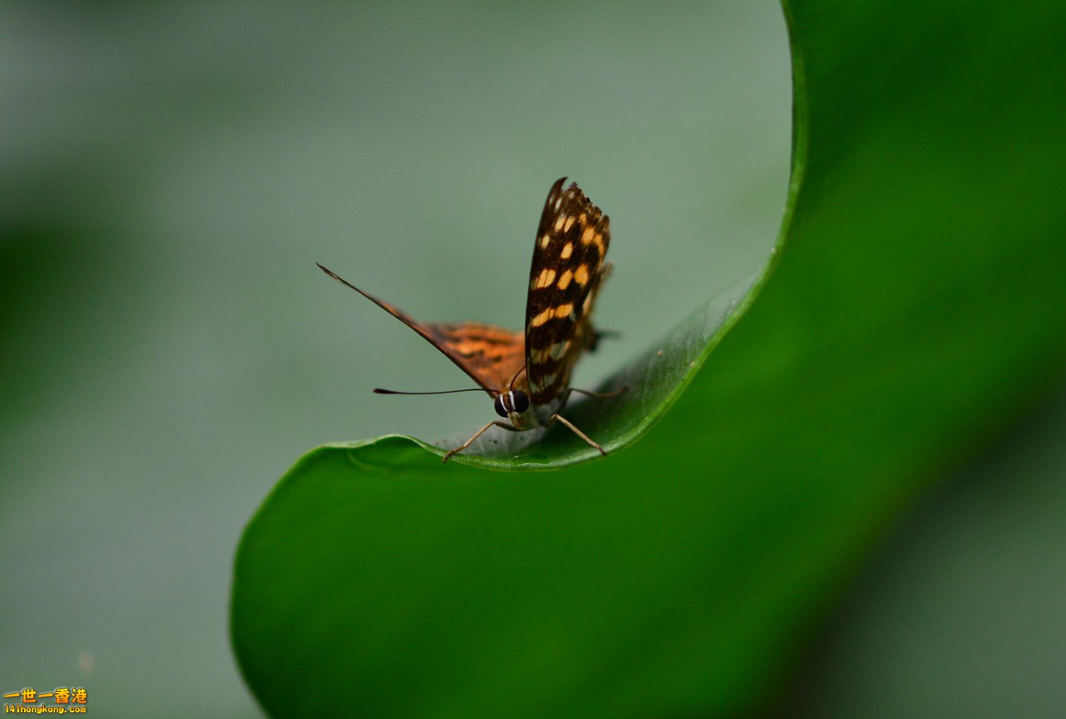 DSC_7900.JPG