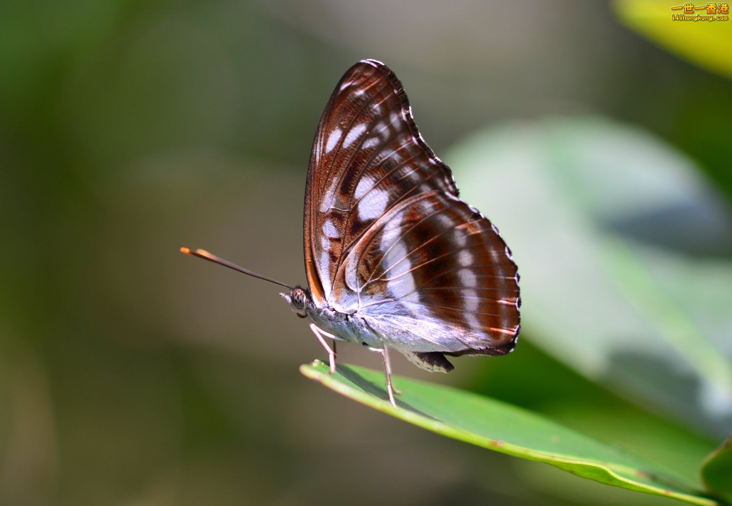 DSC_7977.JPG