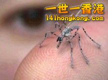 fake mosquito.jpg