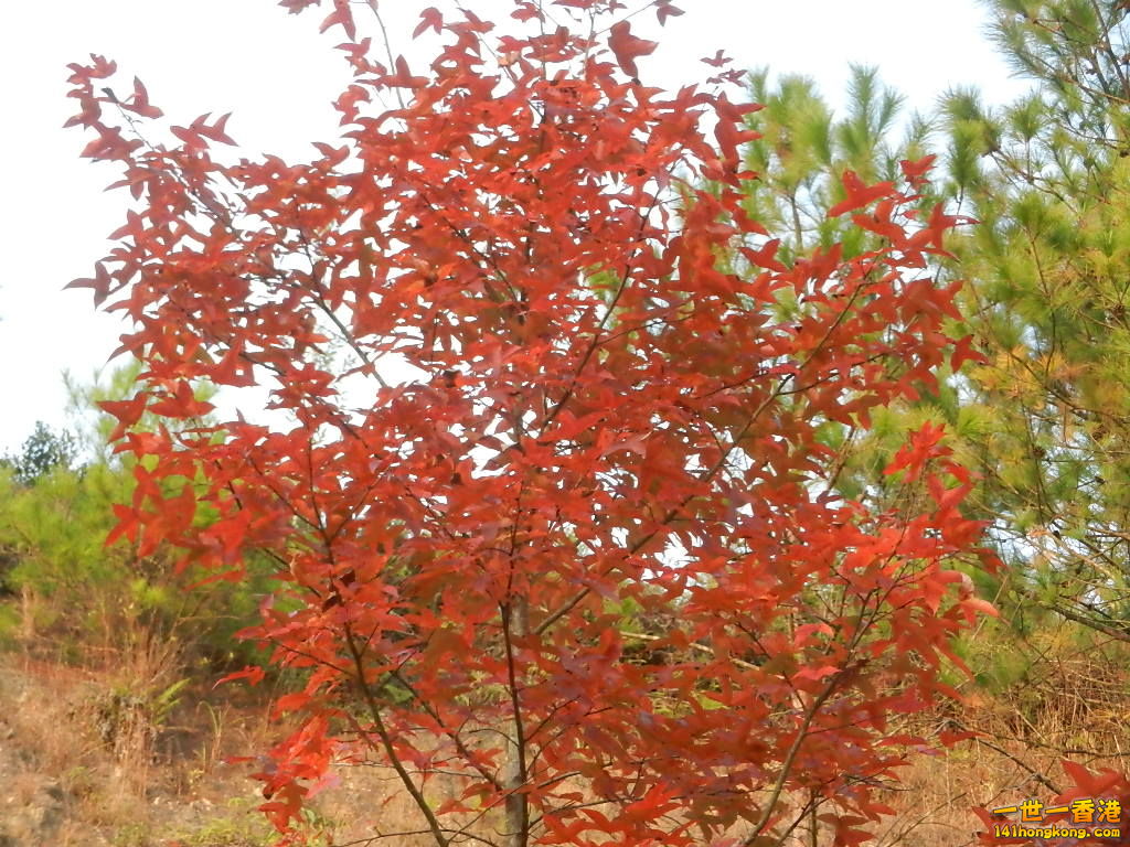 DSCN3650.JPG