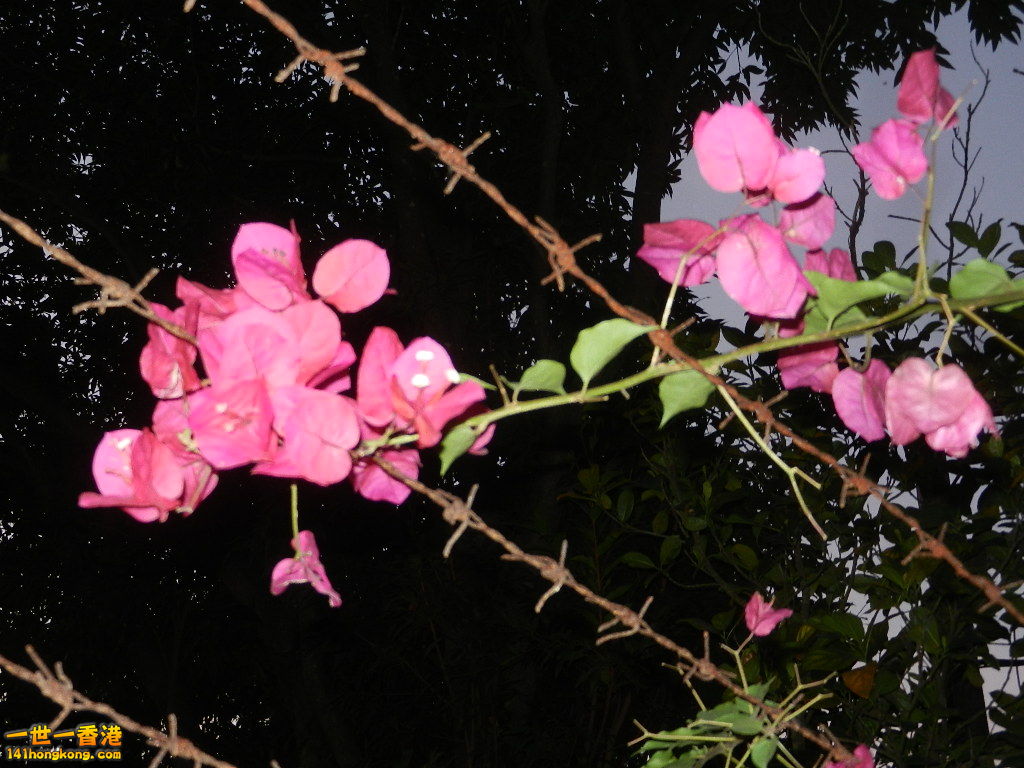 DSCN3679.JPG