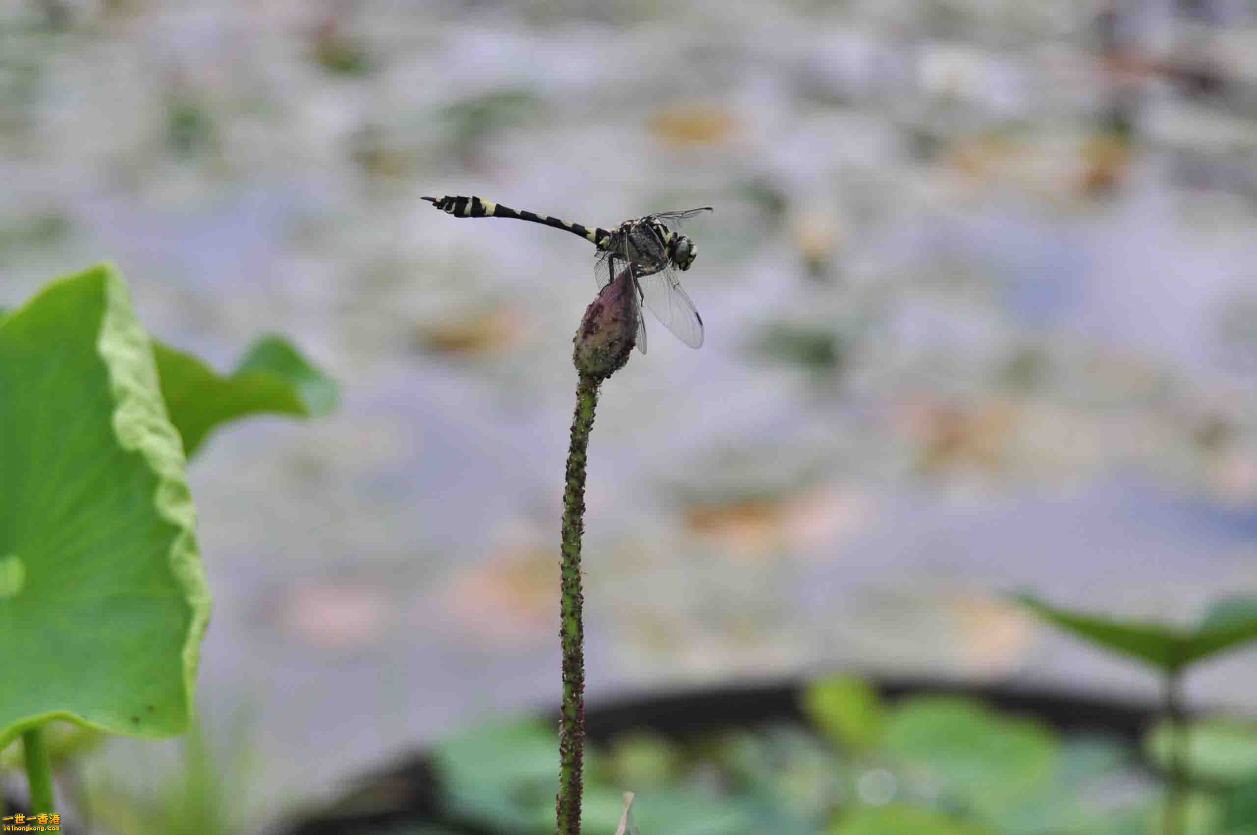DSC_4827.JPG