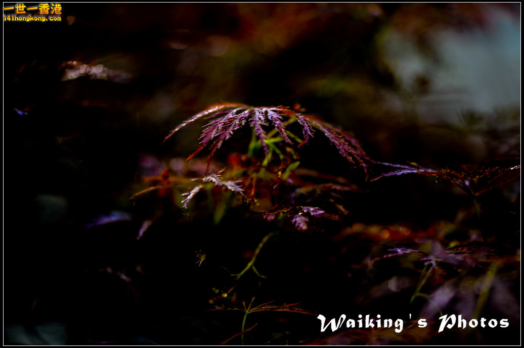 DSC_1582.jpg