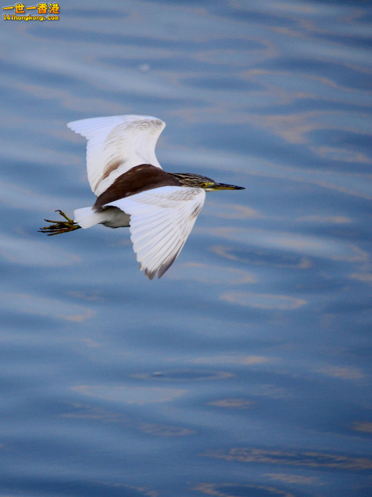 DSC_9890.jpg