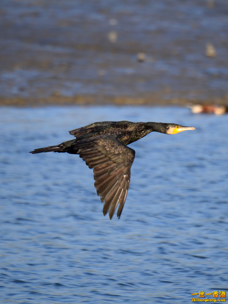 DSC_0134.jpg