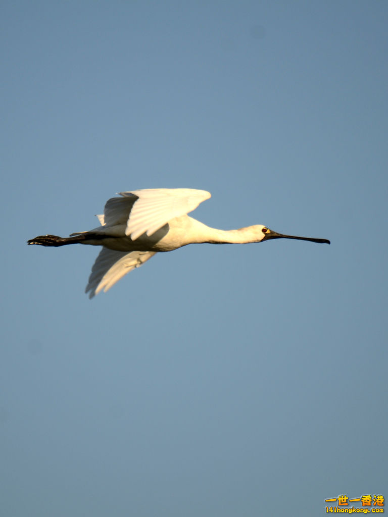 DSC_0339.jpg