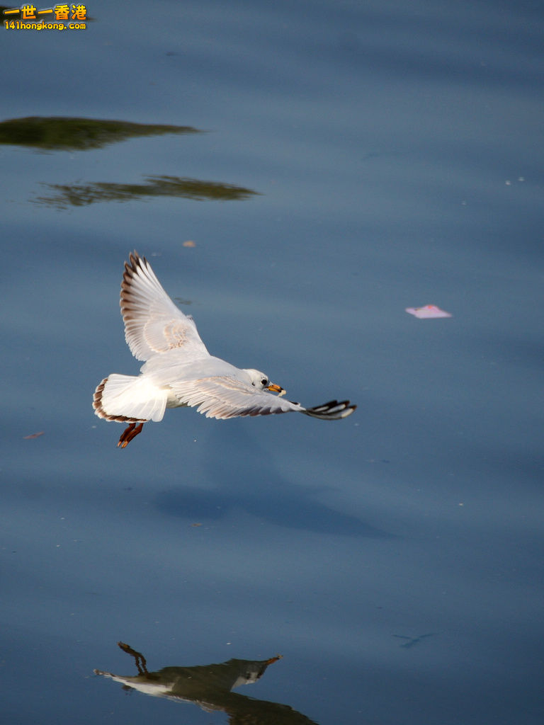 DSC_0401.jpg