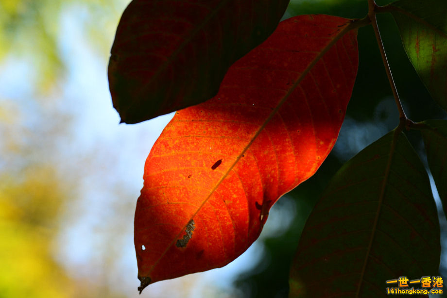 DSC_1460.JPG