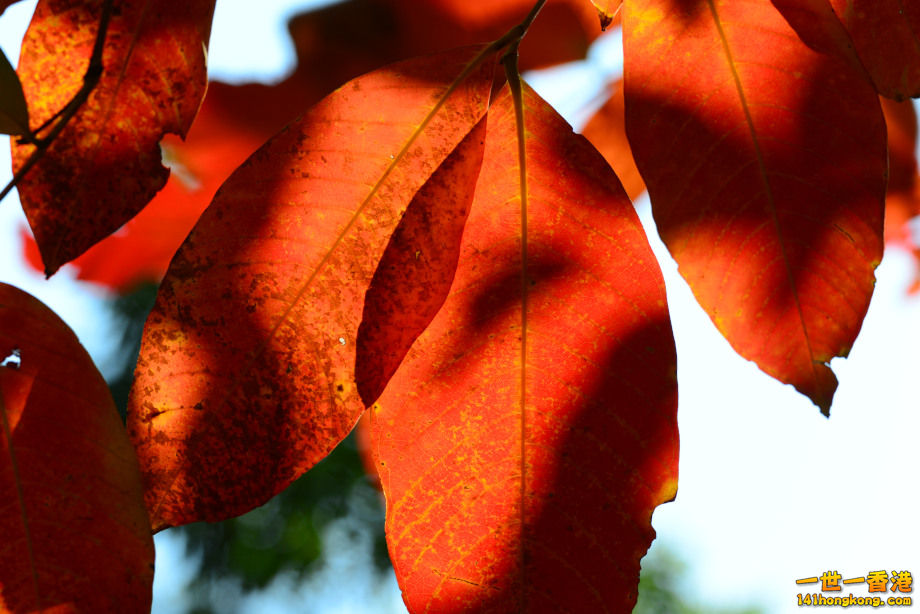 DSC_1462.JPG