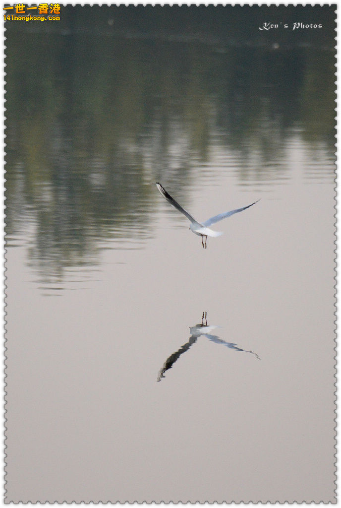 南生圍鯉魚門004.jpg