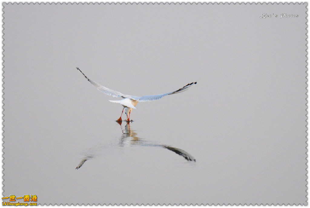 南生圍鯉魚門005.jpg