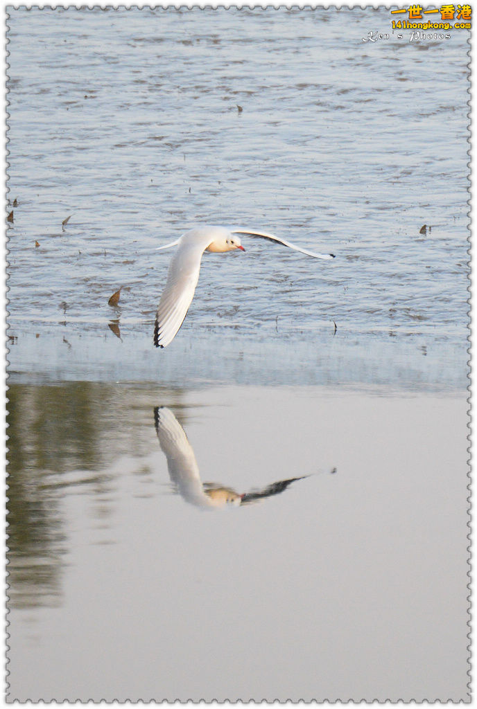 南生圍鯉魚門010.jpg
