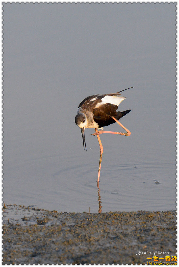 南生圍鯉魚門032.jpg