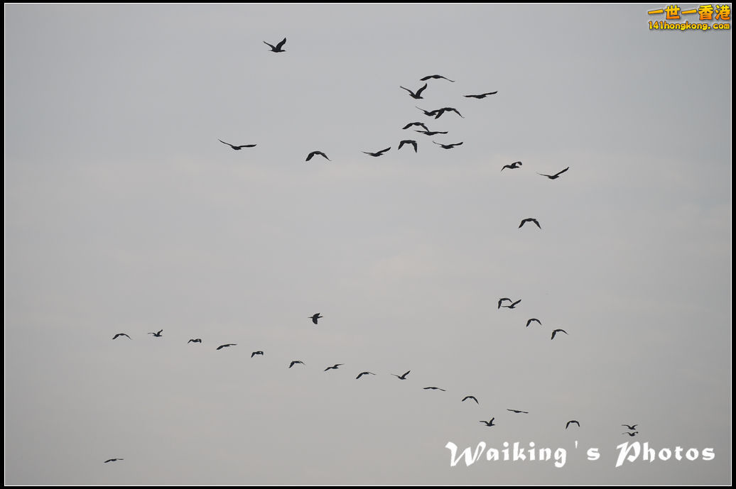 150110 Nam Sang Wai Bird - 0025.jpg