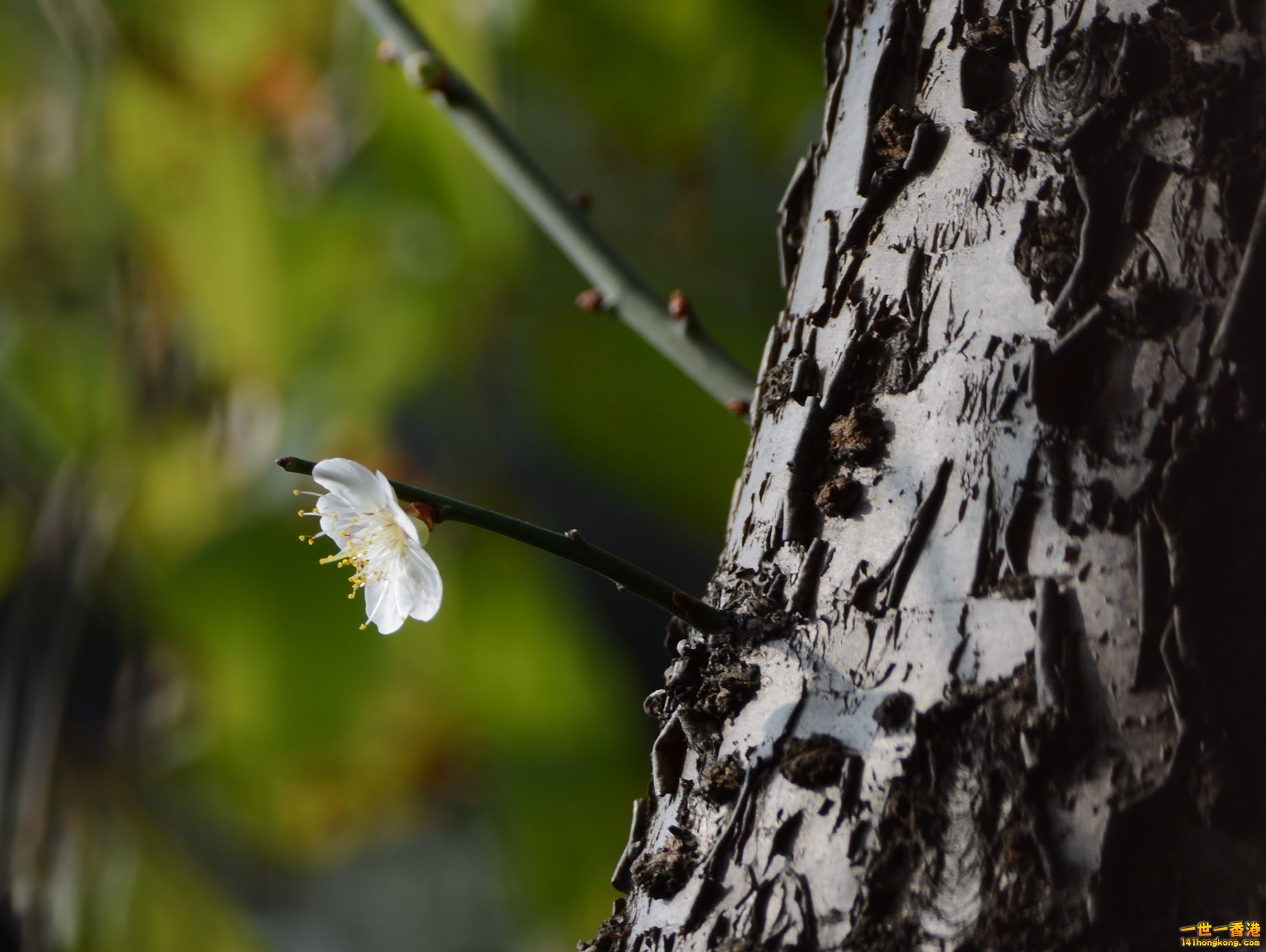 DSC_1730.JPG