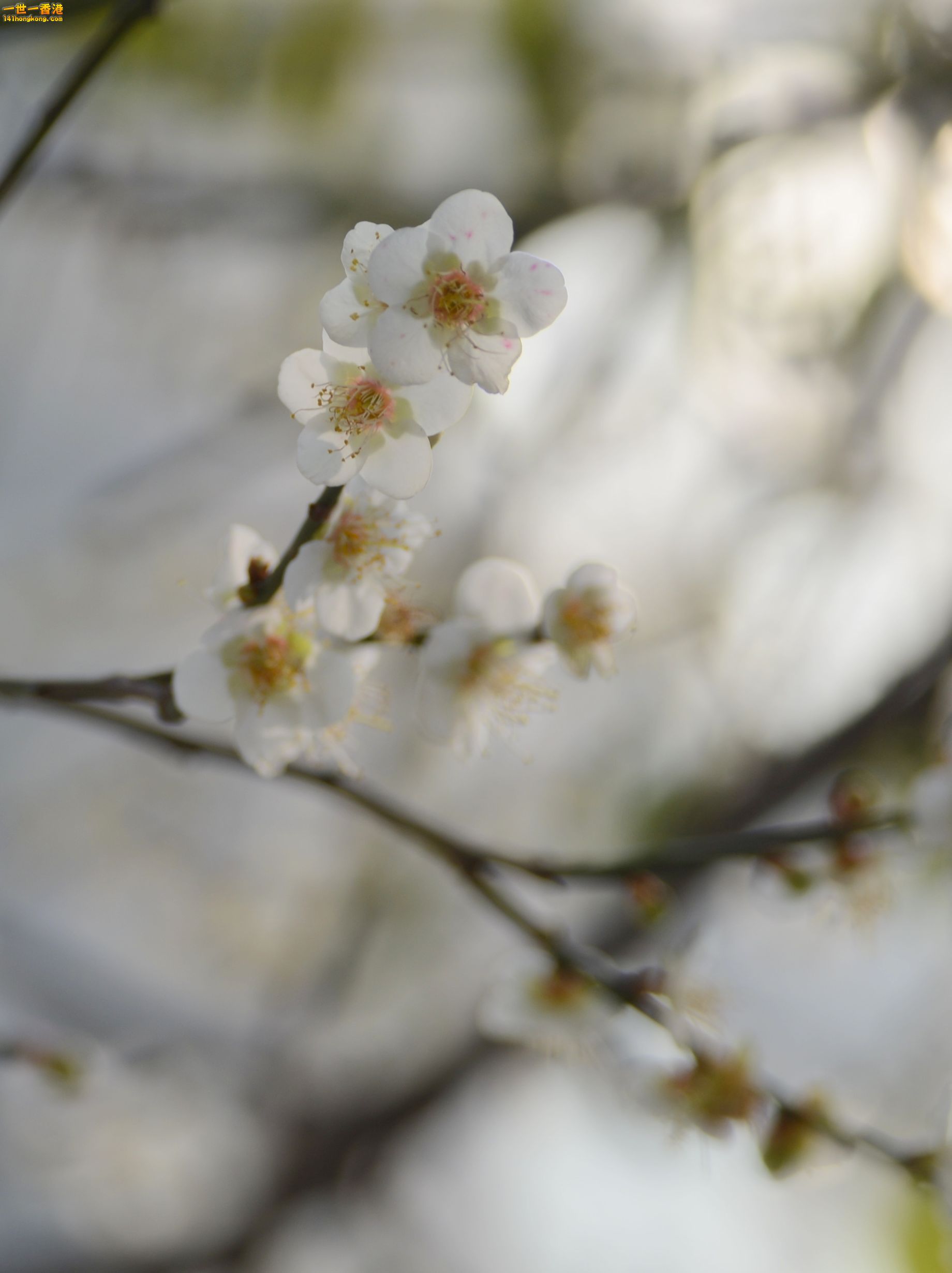 DSC_1736.JPG