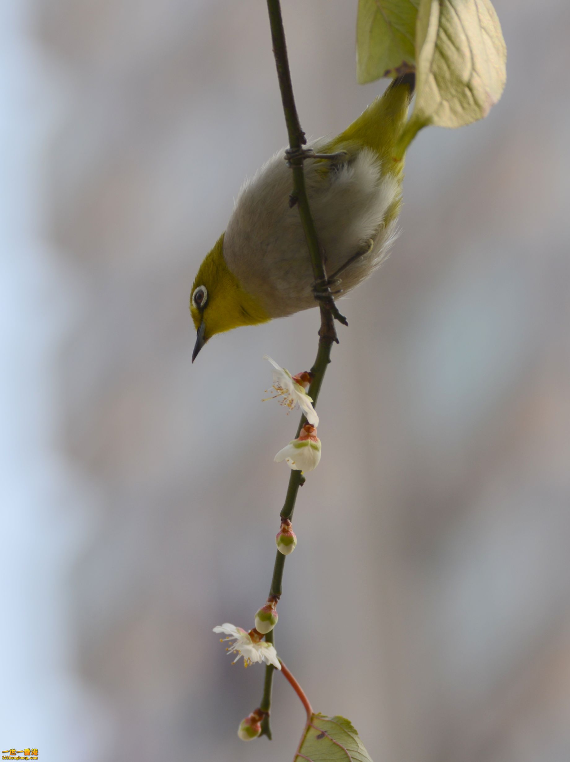 DSC_1813.JPG