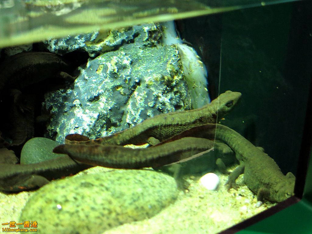 IMG_5484.JPG