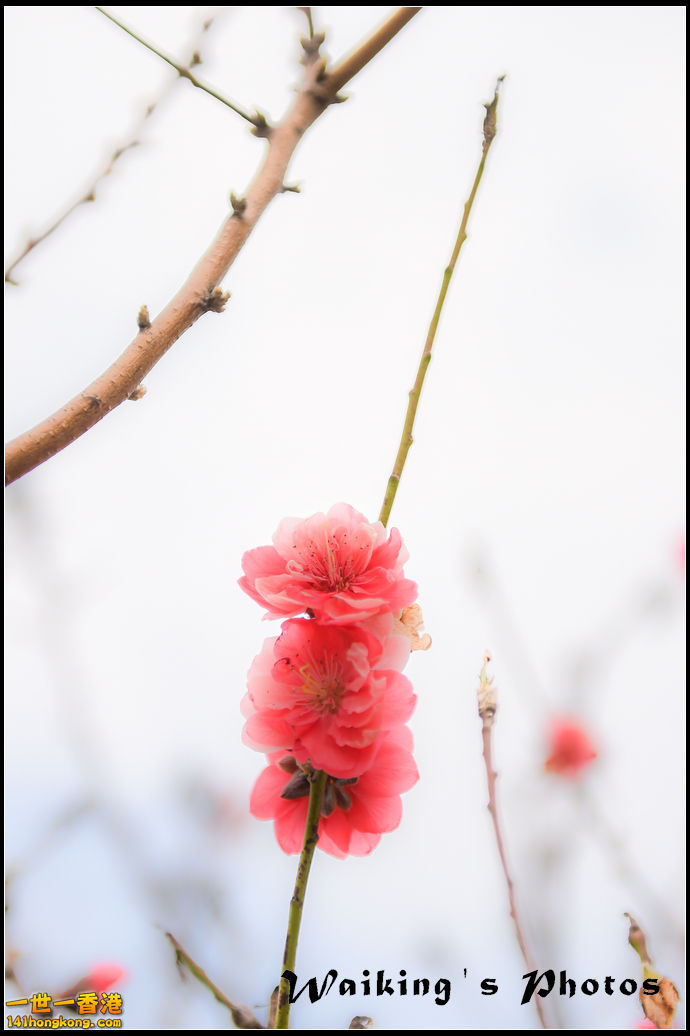 150124 Peach Blossom - 0014.jpg