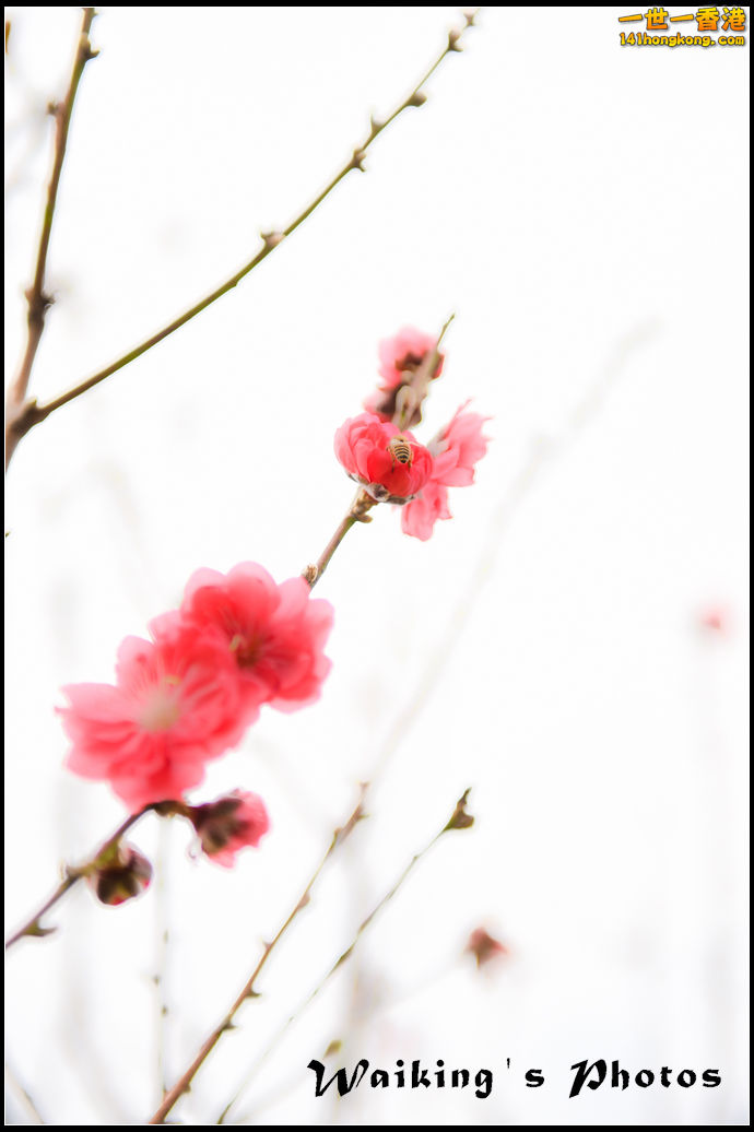 150124 Peach Blossom - 0018.jpg