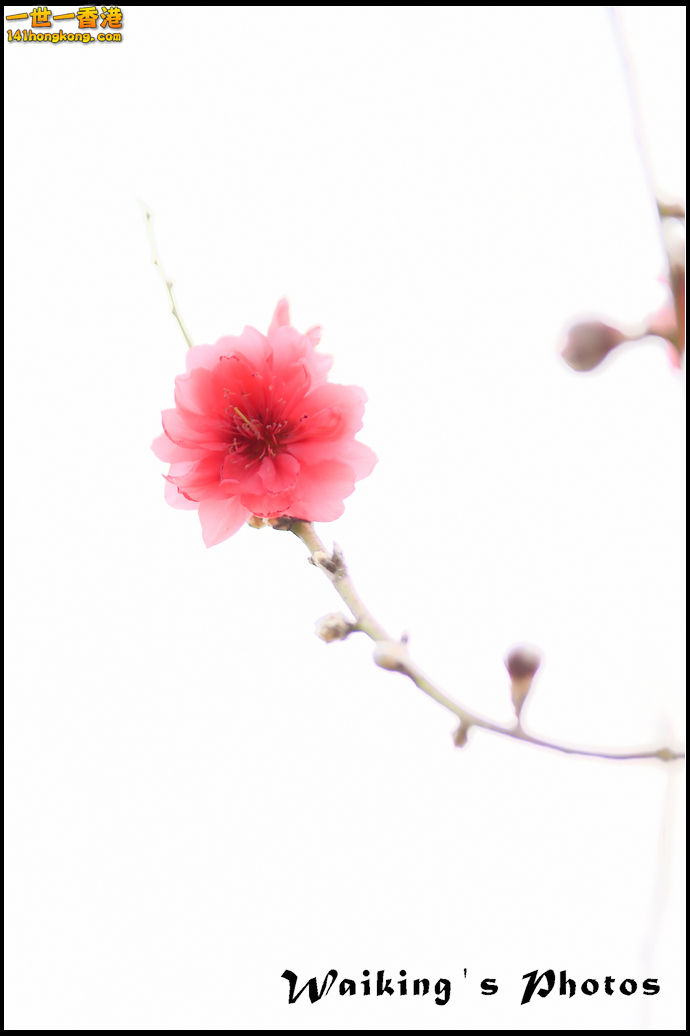 150124 Peach Blossom - 0036.jpg