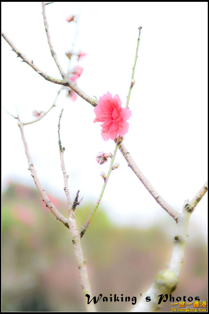 150124 Peach Blossom - 0038.jpg