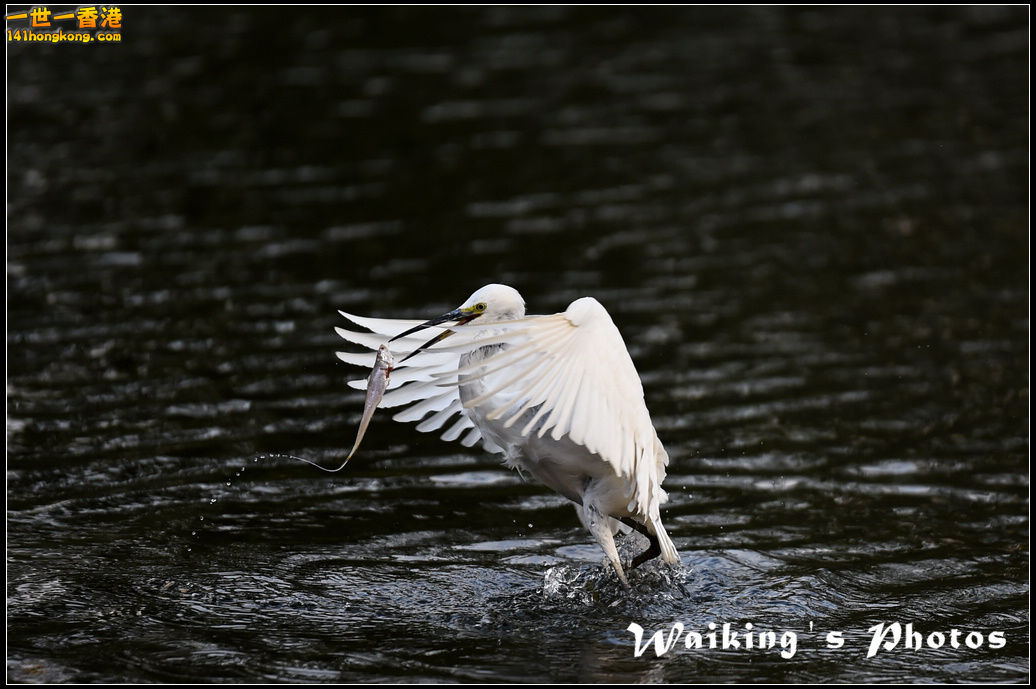 150124 Birds - 0003.jpg