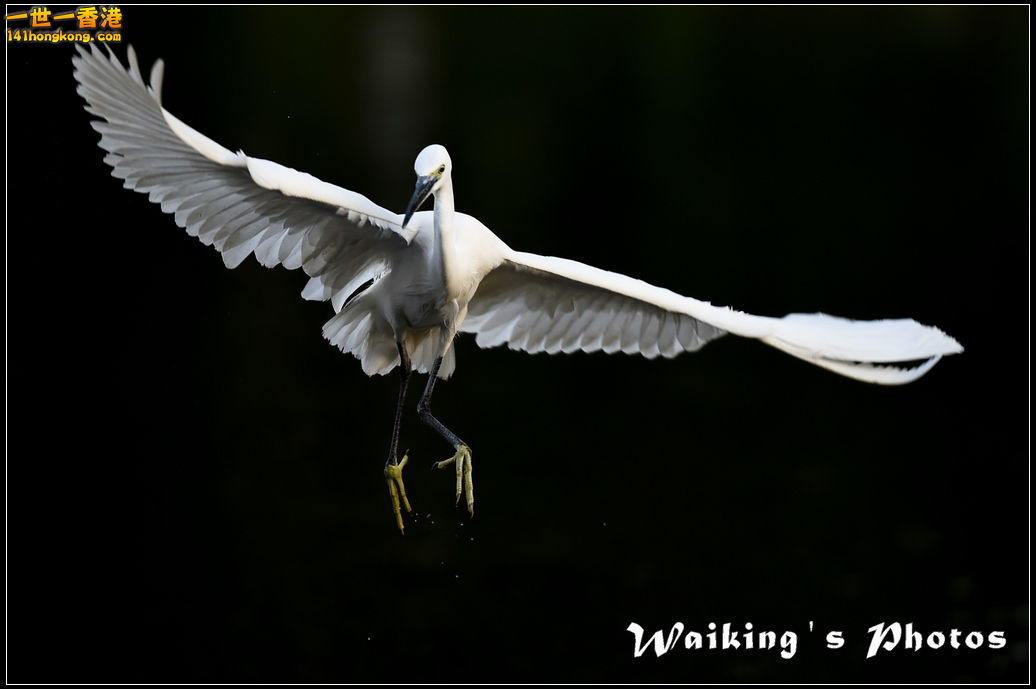 150124 Birds - 0005.jpg