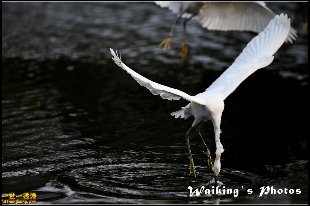 150124 Birds - 0006.jpg