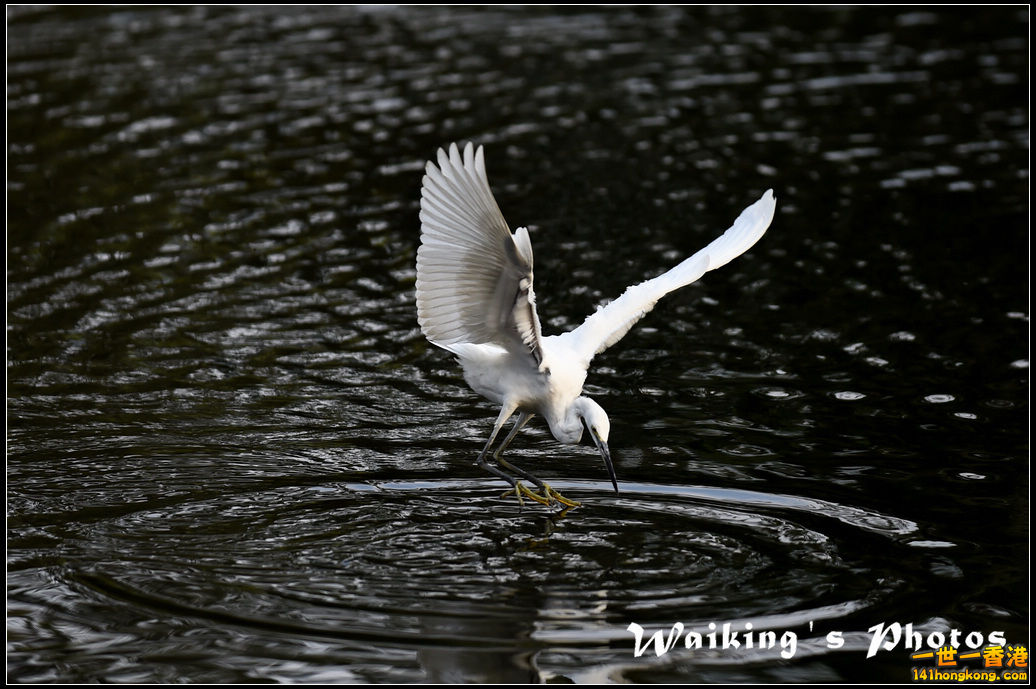 150124 Birds - 0008.jpg