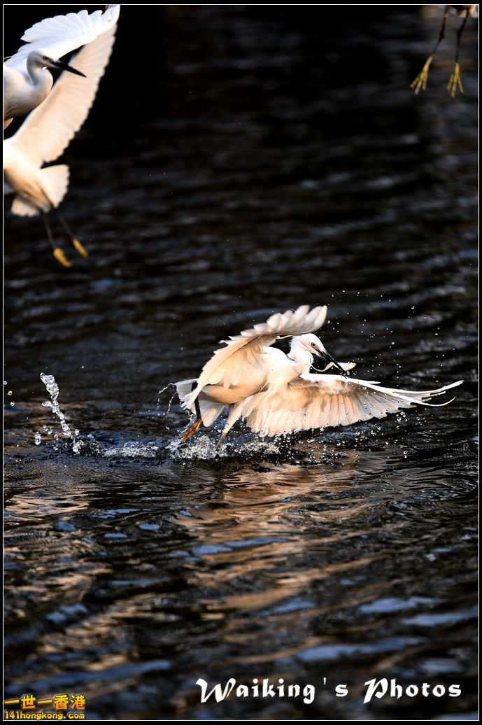 150124 Birds - 0015.jpg