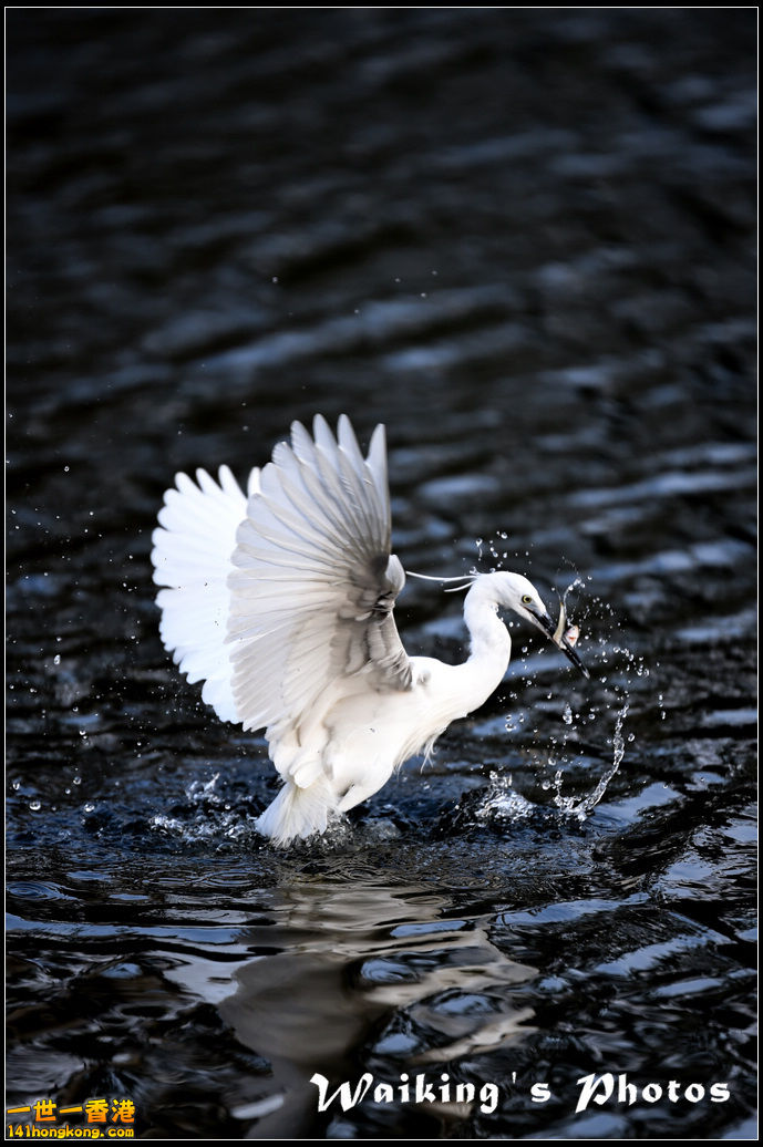 150124 Birds - 0016.jpg