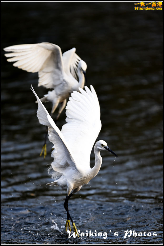 150124 Birds - 0017.jpg