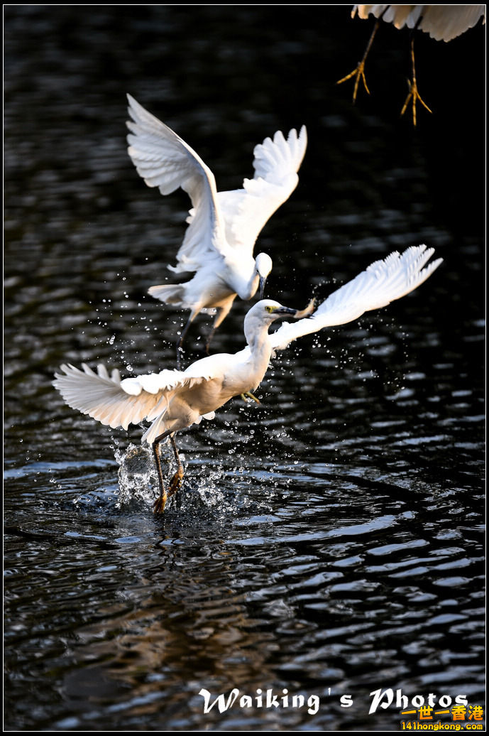 150124 Birds - 0018.jpg