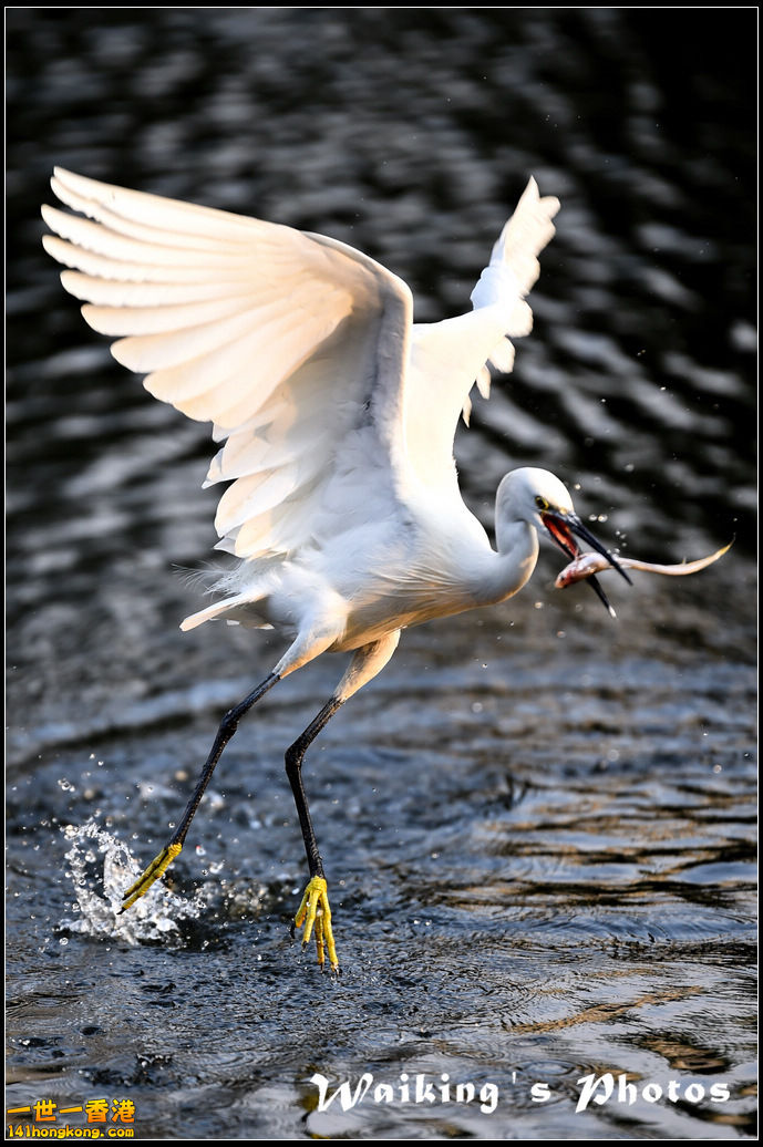 150124 Birds - 0019.jpg